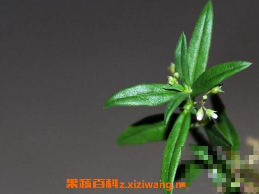 冰糖草经常喝好吗 冰糖草什么人不能吃