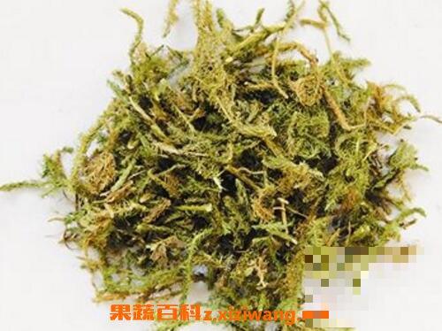 伸筋草的功效与作用 伸筋草的药用价值