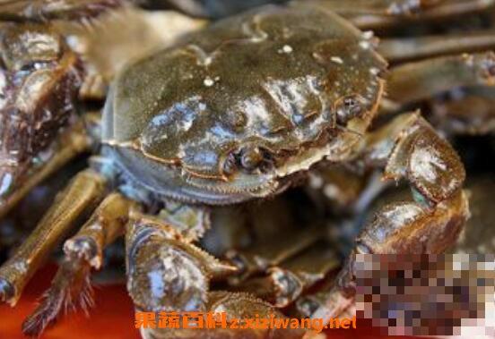 活螃蟹怎么保存 保存活螃蟹的方法技巧