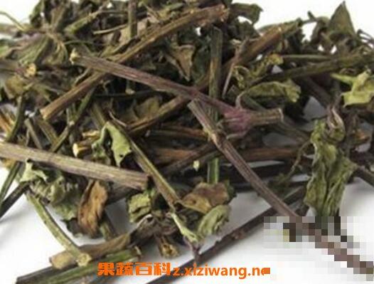 什么是肾茶 肾茶的功效与作用