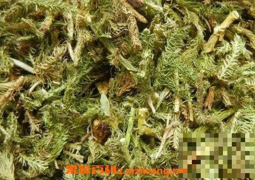 伸筋草的功效与作用 伸筋草的药用价值