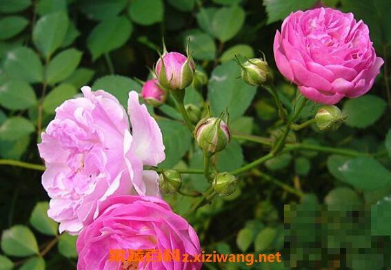 蔷薇怎么养 蔷薇的养殖方法和注意事项
