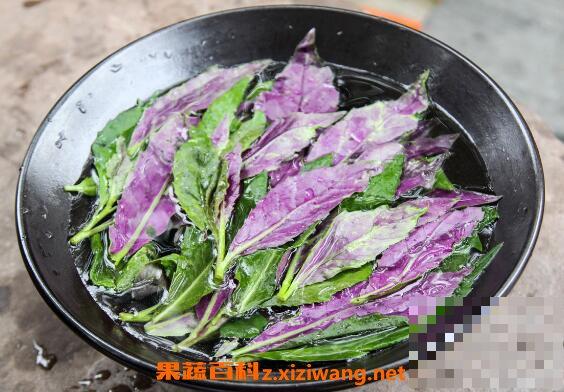 温州观音菜如何腌 温州观音菜的腌制步骤教程