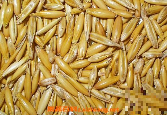 皮燕麦与裸燕麦的区别 裸燕麦和皮燕麦哪个好