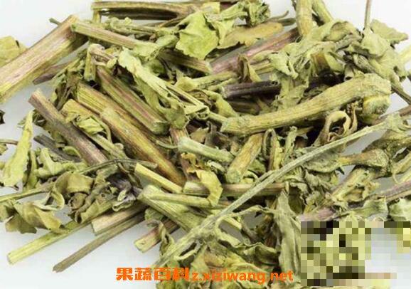 什么是肾茶 肾茶的功效与作用