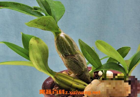 鼓槌石斛种植方法和种植技术 鼓槌石斛怎样养的壮