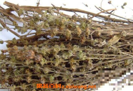 荆芥的功效与作用及药用价值