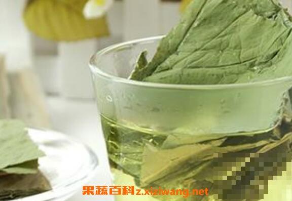荷叶茶的功效与作用 荷叶茶的副作用