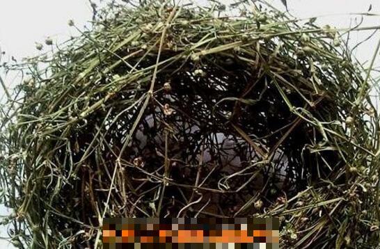 百花蛇舌草的功效与禁忌