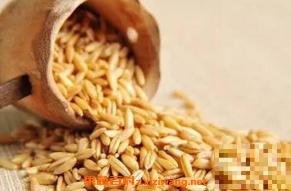 裸燕麦怎么吃 裸燕麦的食用方法