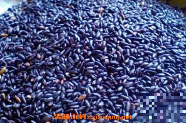 紫米怎么吃 紫米的食用方法
