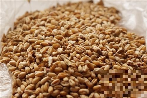 小麦有哪些营养，如何挑选小麦