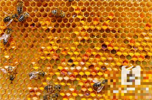 有乳腺增生可以喝蜂蜜吗