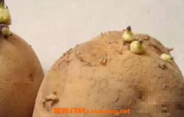 发芽的土豆怎么处理 吃了发芽土豆怎么解毒