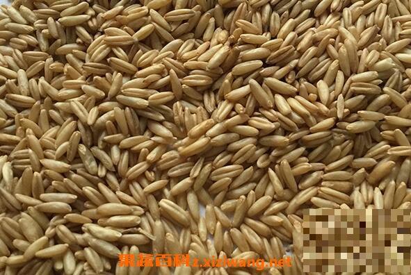 燕麦米的功效与作用 常吃燕麦米的好处