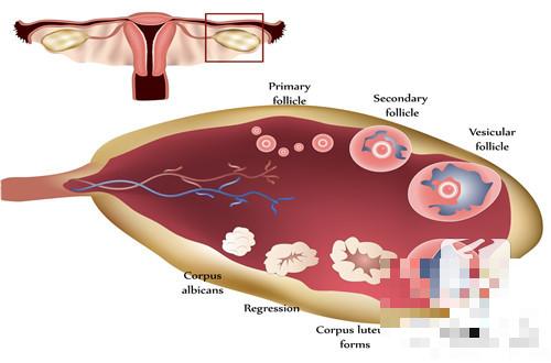 多囊卵巢确诊