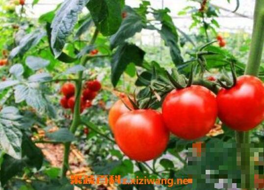 番茄如何养殖 番茄的种植方法