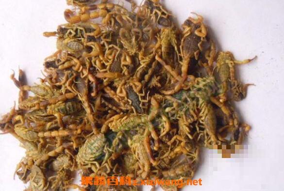 中药全蝎的功效与作用及药用价值