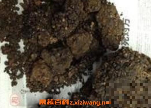 猴结泡酒的功效与作用 猴结泡酒有什么功效