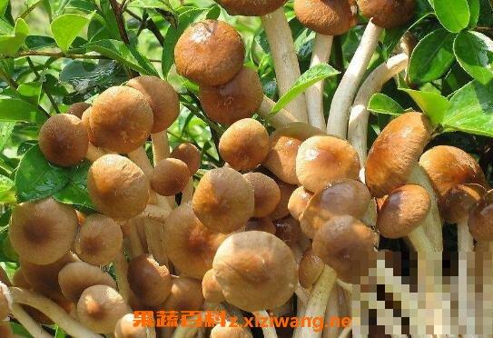野生茶树菇的功效和作用 野生茶树菇的做法步骤教程