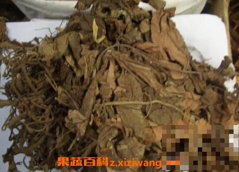 走马胎的功效及作用 走马胎的药用价值