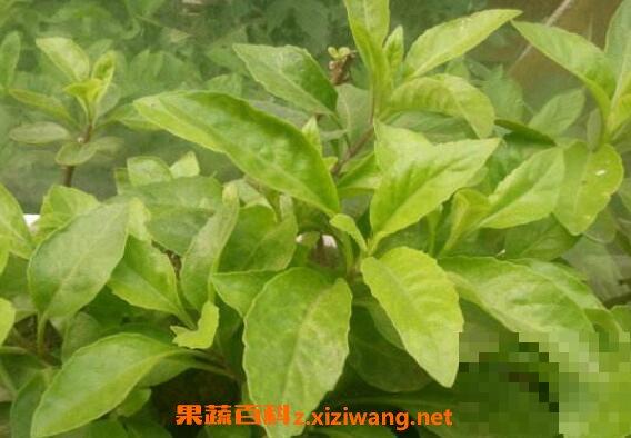 白子菜可以生吃吗 白子菜怎么吃 白子菜的吃法