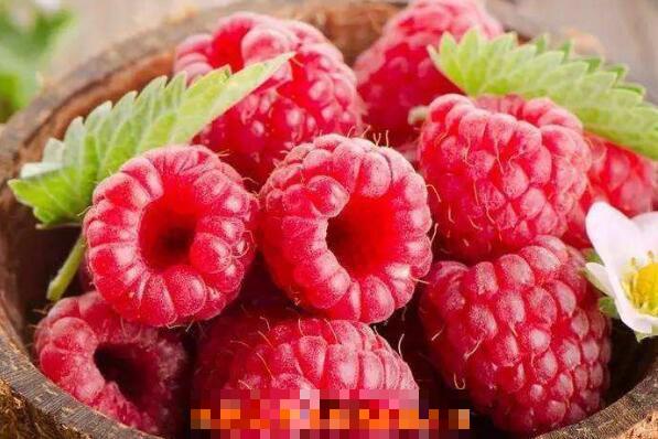 树莓的作用与副作用 树莓的食用禁忌