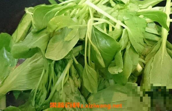 鸡苗菜是什么菜 鸡苗菜该怎么吃