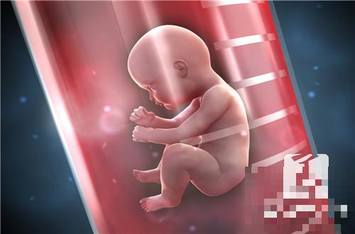 移植第六天胚胎正在干嘛