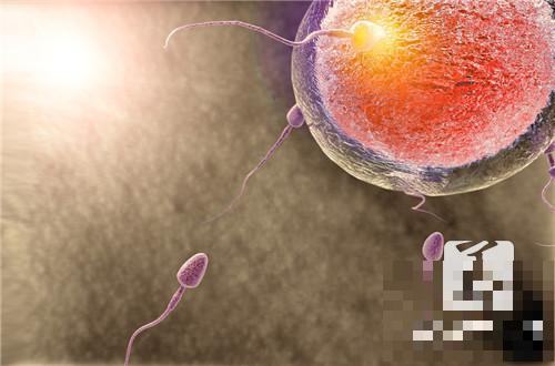 卵子精子多长时间受孕