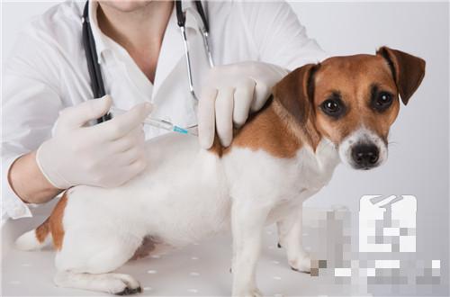 打完狂犬疫苗后需要检查抗体吗