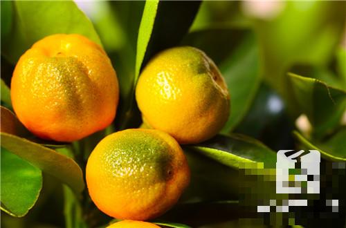 柑橘溃疡病甚么药最佳