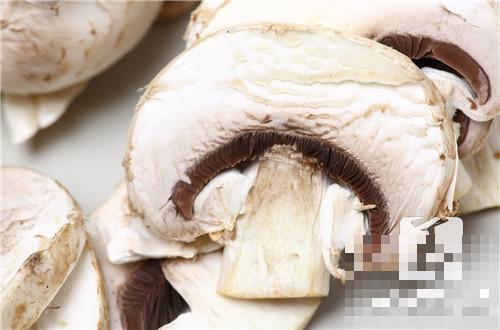 鸡腿蘑菇有毒吗