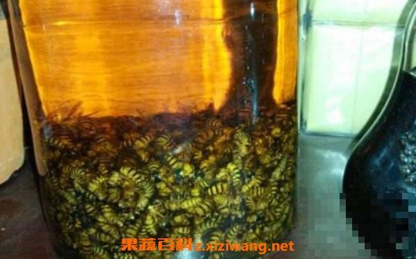 黄蜂泡酒的功效与作用