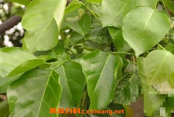 黄皮果树叶的功效与作用 黄皮果树叶的常见用法