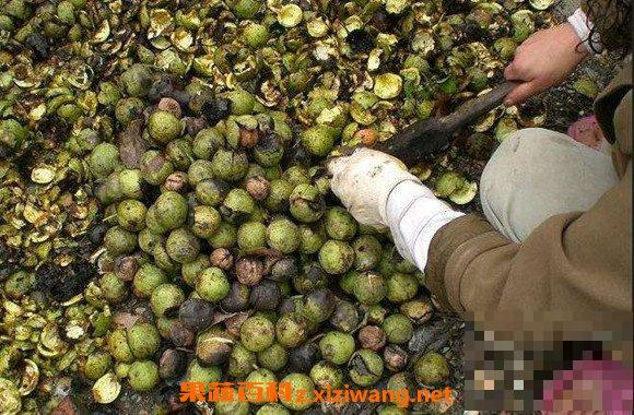 青核桃泡水有什么功效 青核桃泡水的功效与作用