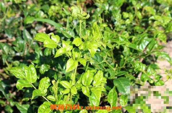 茅岩莓茶的功效与作用 茅岩莓茶的副作用和禁忌