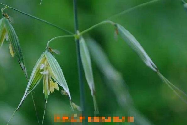 节节麦和雀麦的区别