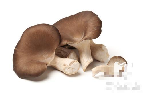 鸡腿蘑菇有毒吗