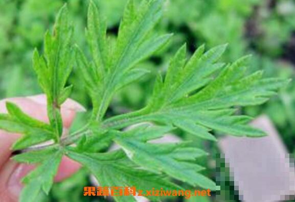 艾叶草的功效与作用 艾叶草的使用禁忌