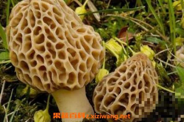 野生菌的功效与作用 吃野生菌的好处