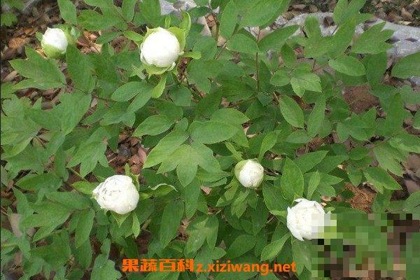 白芍泡水喝有什么功效 白芍泡水的功效与作用