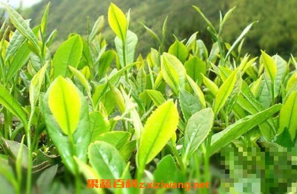 野生茶是什么茶 野生茶的功效与作用