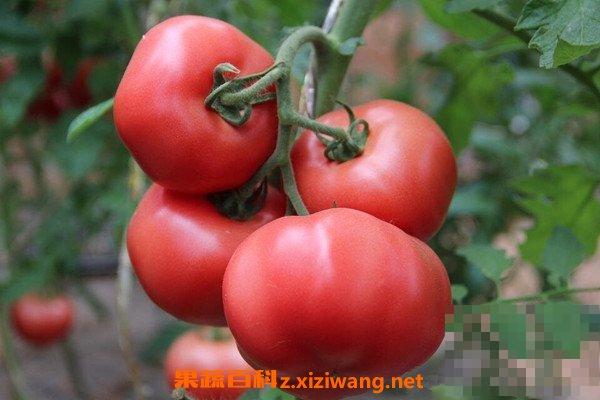 番茄籽的功效与作用 吃番茄籽的好处