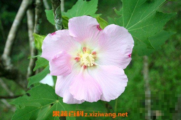 芙蓉有什么功效和作用