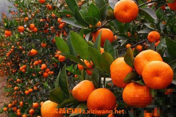 柑橘酵素的功效与作用 柑橘酵素的制作方法