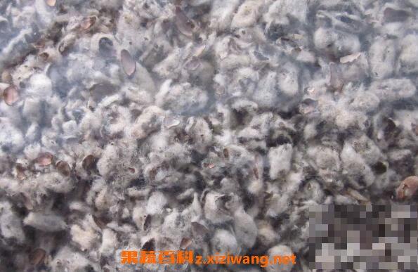 棉籽壳的功效与作用 棉籽壳的副作用