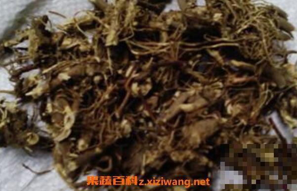 马兰根的功效与作用 马兰根的药用价值