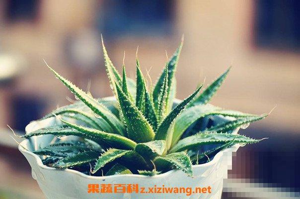 芦荟能直接涂在脸上吗 新鲜芦荟涂脸正确方法