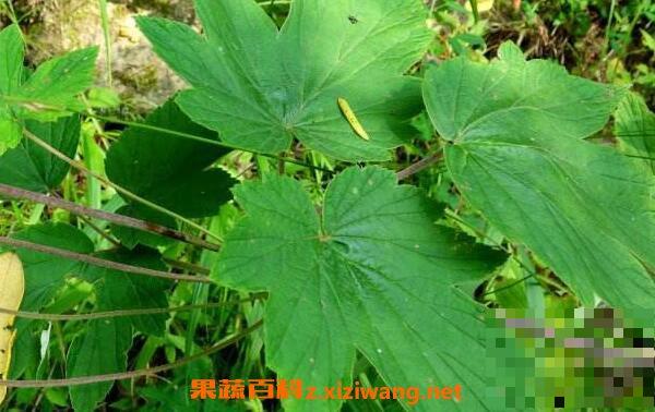 野棉花的功效与作用 野棉花的药用价值